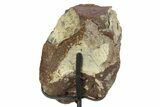 Fossil Ornithischian Dinosaur Vertebra with Metal Stand - Colorado #354331-3